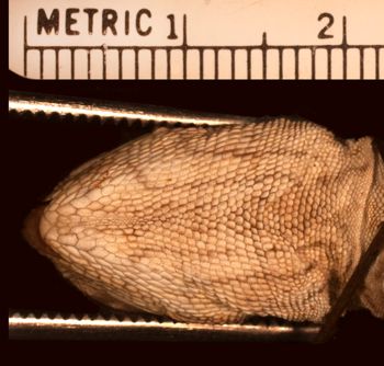 Media type: image;   Herpetology R-15582